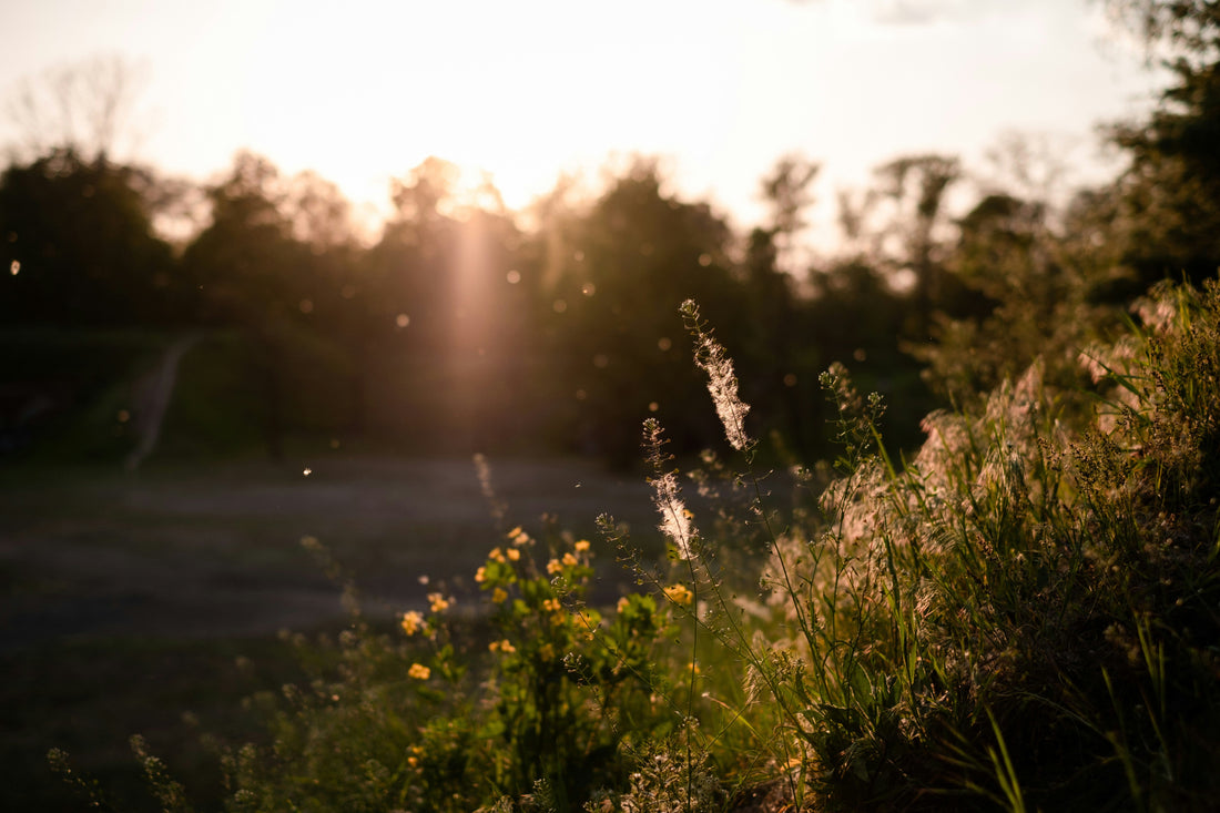 Sunlight in a meadow, close up of flowers.